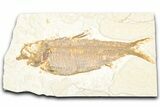 Detailed Fossil Fish (Knightia) - Wyoming #357541-1